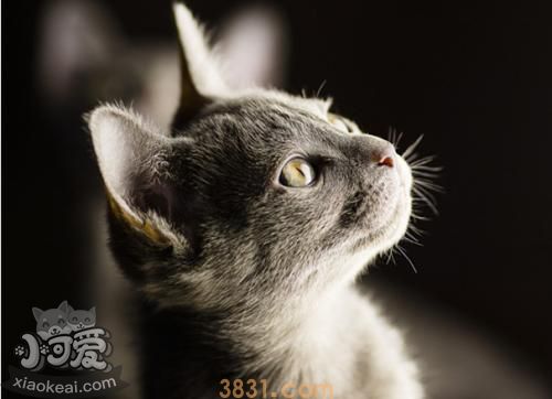 科拉特猫能吃什么水果 水果可帮助科拉特猫消化(图1)