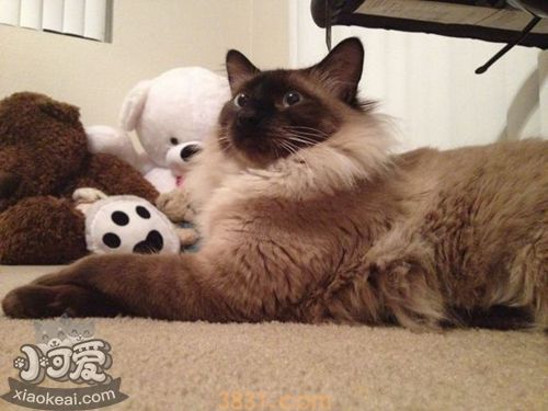 巴厘猫肠炎吃什么药 巴厘猫肠炎用药介绍(图1)