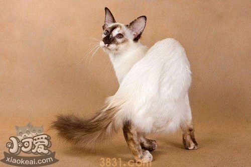 巴厘猫骨营养不良怎么回事 骨营养不良治疗方法(图1)