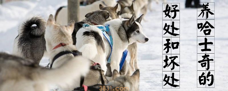 养哈士奇的好处和坏处(图1)