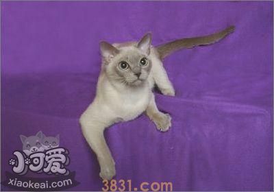 如何训练东奇尼猫不咬人 东奇尼猫咬人解决办法(图1)