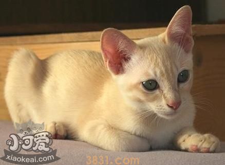 东奇尼猫性格怎么样 东奇尼猫性格介绍(图1)