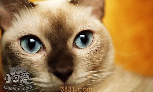 东奇尼猫吃什么 东奇尼猫喂养不能太随意(图1)