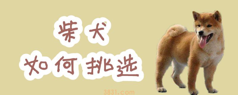 柴犬如何挑选(图1)