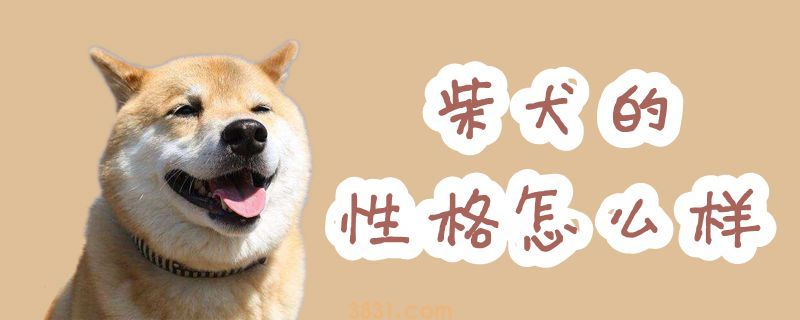 柴犬的性格怎么样(图1)