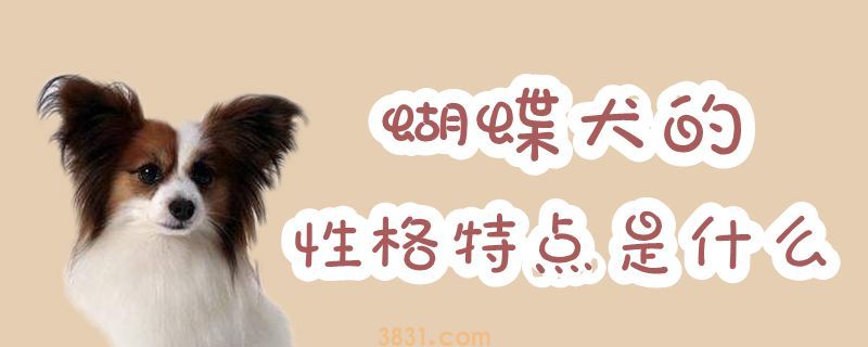 蝴蝶犬的性格特点是什么(图1)