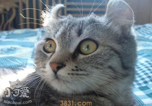 怎么训练美国卷耳猫上厕所 美国卷耳猫上厕所训练(图1)