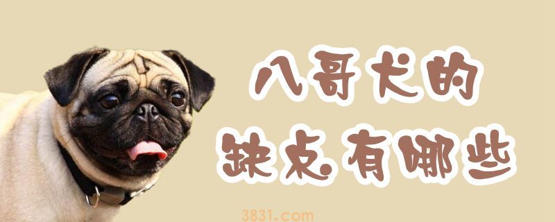 八哥犬的缺点有哪些(图1)