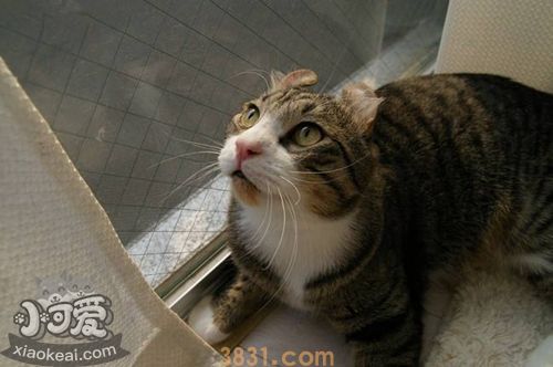 美国卷耳猫记仇怎么办 美国卷耳猫记仇解决办法(图1)