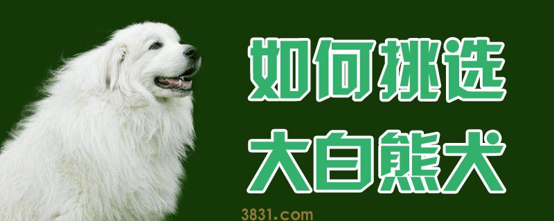 如何挑选大白熊犬(图1)