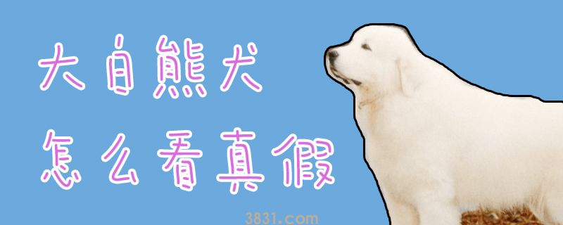 大白熊犬怎么看真假(图1)