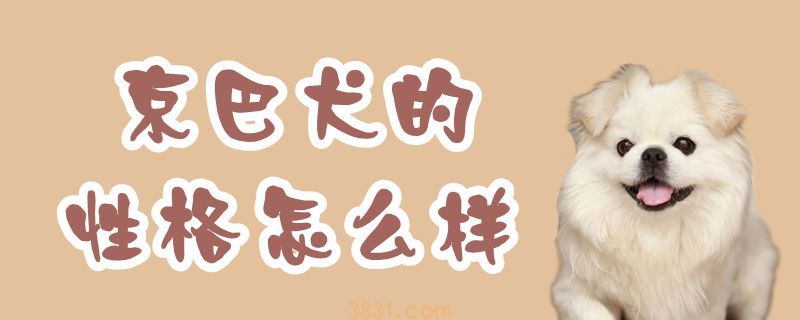 京巴犬的性格怎么样(图1)