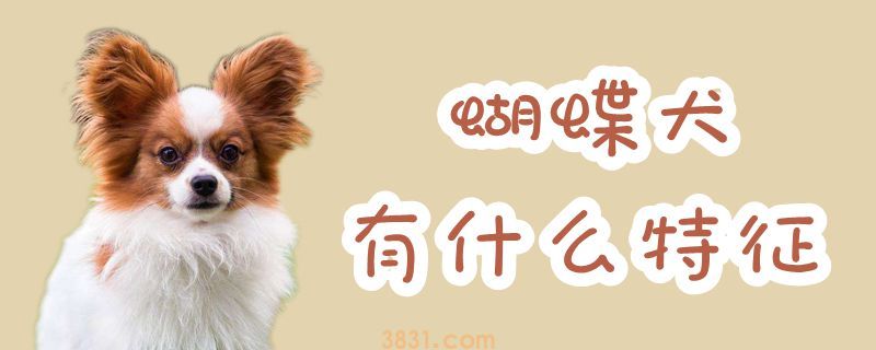 蝴蝶犬有什么特征(图1)