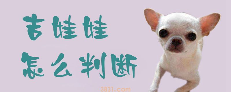 吉娃娃怎么判断(图1)