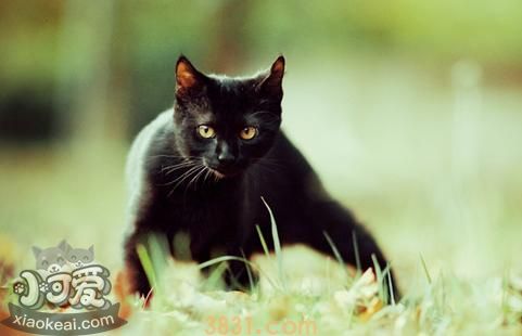 孟买猫癌症有什么征兆 癌症征兆介绍(图1)