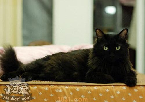 孟买猫咳嗽怎么治疗 孟买猫咳嗽治疗方法(图1)