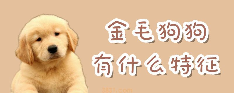 金毛狗狗有什么特征(图1)
