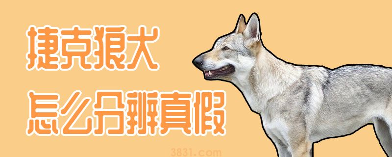 捷克狼犬怎么分辨真假(图1)