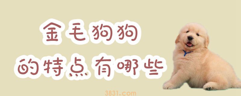 金毛狗狗的特点有哪些(图1)