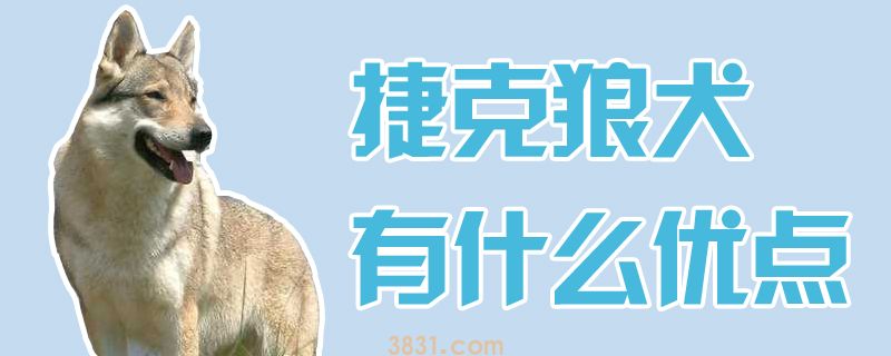 捷克狼犬有什么优点(图1)