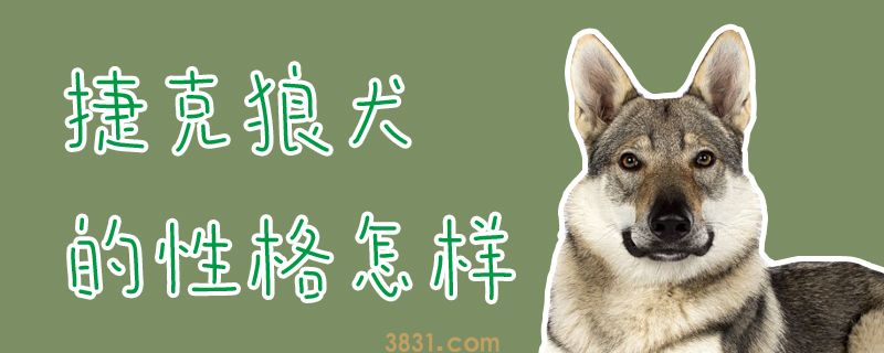 捷克狼犬的性格怎样(图1)