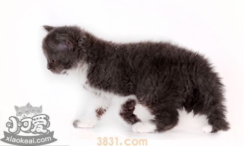 如何训练塞尔凯克卷毛猫不咬人 经常修剪指甲(图1)