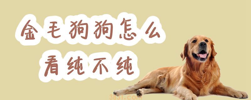 金毛狗狗怎么看纯不纯(图1)