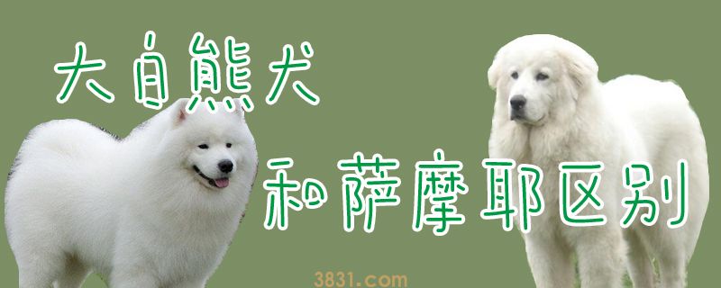 大白熊犬和萨摩耶区别(图1)
