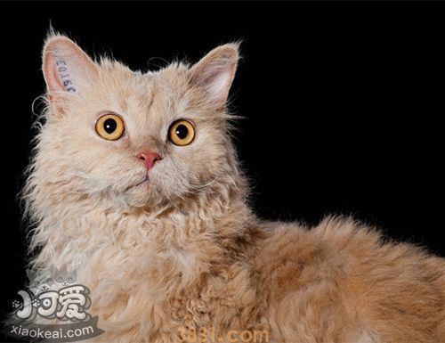 怎么训练塞尔凯克卷毛猫睡猫窝(图1)