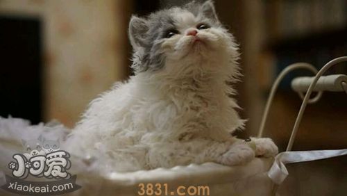 塞尔凯克卷毛猫干呕怎么办 几种导致猫咪容易干呕(图1)