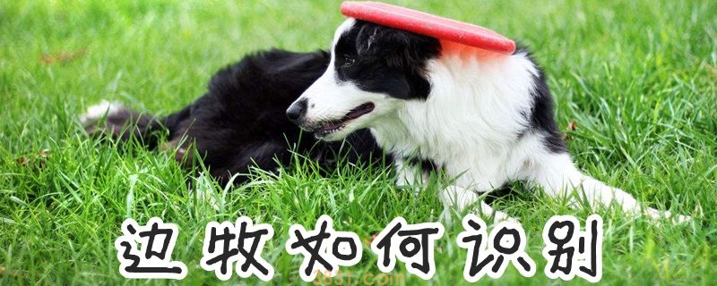 边牧如何识别(图1)