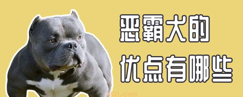 恶霸犬的优点有哪些(图1)