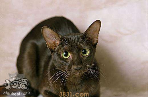 怎么训练哈瓦那棕猫装死 哈瓦那猫装死训练法(图1)