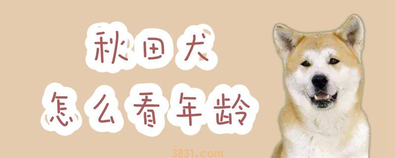 秋田犬怎么看年龄(图1)