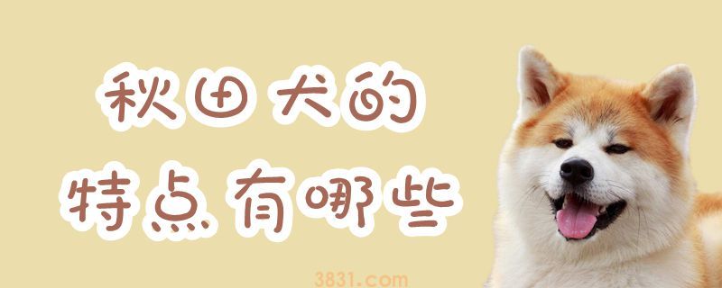 秋田犬的特点有哪些(图1)