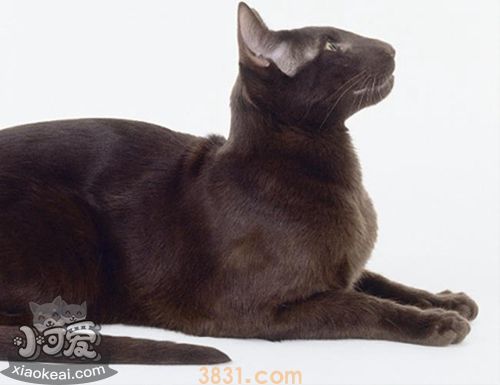 哈瓦那棕猫上厕所怎么训练 哈瓦那棕猫上厕所训练方法(图1)