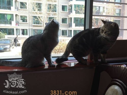 如何训练哈瓦那棕猫不乱抓家具(图1)