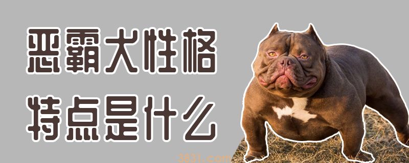 恶霸犬性格特点是什么(图1)