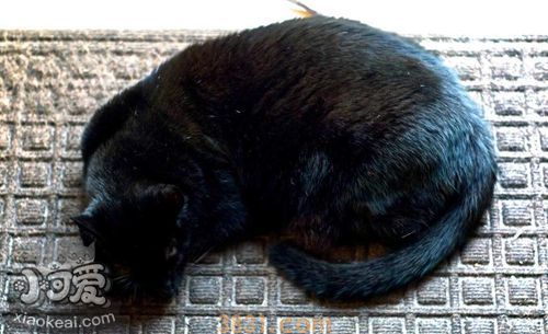 怎么训练哈瓦那棕猫不咬人 哈瓦那猫咬人解决办法(图1)