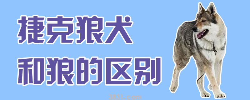 捷克狼犬和狼的区别(图1)