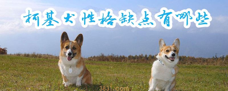 柯基犬性格缺点有哪些(图1)
