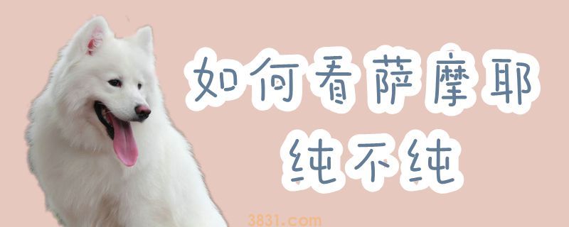 如何看萨摩耶纯不纯(图1)