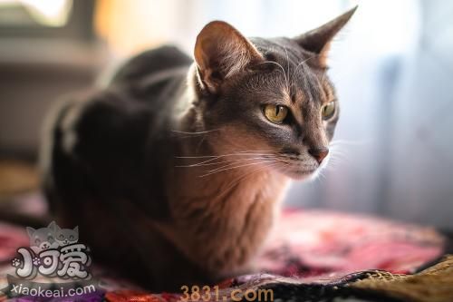 阿比西尼亚猫怎么训练 阿比西尼亚猫训练注意事项(图1)