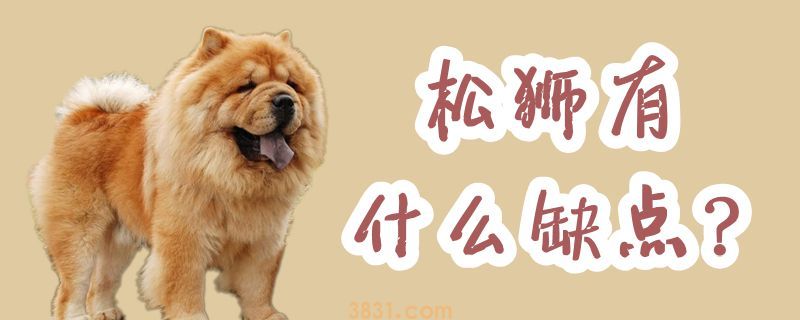松狮有什么缺点(图1)