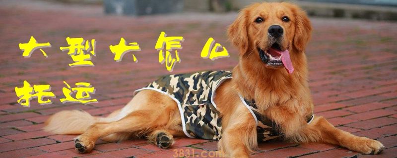大型犬怎么托运(图1)