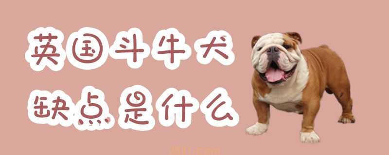 英国斗牛犬缺点是什么(图1)