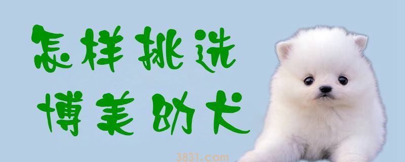 怎样挑选博美幼犬(图1)