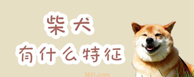 柴犬有什么特征(图1)
