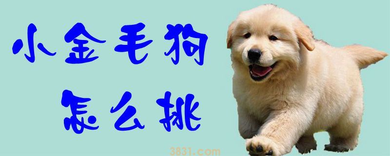 小金毛狗怎么挑(图1)