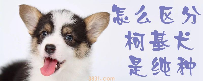 怎么区分柯基犬是纯种(图1)